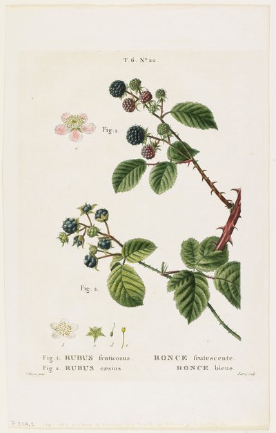 Ronce frutescente. Ronce bleue, de Traités des Arbres et Fruitiers, 1801-19 - Pancrace Bessa